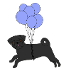 Black pug flying balloons