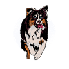 Aussi Australian Shepherd