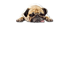 Pug