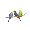 Wellensittich Spruch Vogel Wellensittiche