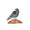 Crows Bird Lovers