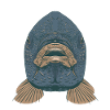Carp Fish Mouth Head Face