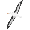 Black-browed albatrosses