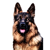 German Shepherd Malinois Shepherd