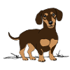 Dackel, Hund