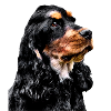 Cocker