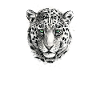 Snow Leopard
