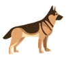 GERMAN SHEPHERD DOG