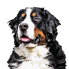 Bernese mountain dog