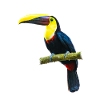 Toucan on a Branch