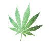 Marijuana Cannabis Leaf