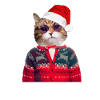 Katze im hässlichen Weihnachtspullover