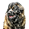 Leonberg