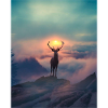 Cerf du soleil