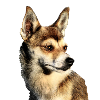 Lundehund Norwegian Puffin Dog