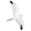 Pale Harrier