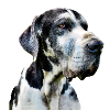 Great Dane