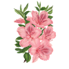pink flowers