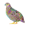 Splash Quails Bird