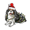 Regalo di Natale di Cavalier King Charles Spaniel