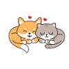 Shiba et chat amoureux