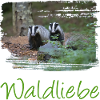 wald 57 mit dachs