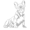 french bulldog puppy