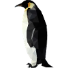 Penguin polygon geometric shapes