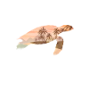 Turtle turtles gifts