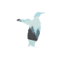 Pinguin Pinguine Südpol