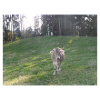 Vache