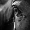 Horse head