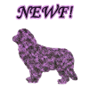 Newfoundland dog purple