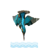 Eisvogel | Geschenk für Vogelliebhaber