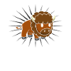 Bison buffalo lover