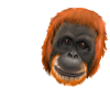 Monkey Ape Orang Utan - say no to palm oil