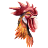 Rooster