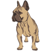 French Bulldog