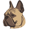 French Bulldog portrait