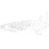 Whale shark