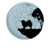 Samoyed