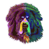 Splash Tibetan Mastiff Dog