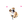 English Bulldog