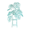 Monstera
