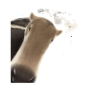 Curious Anteater