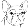 French bulldog