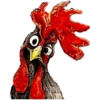 crazy rooster / gockel