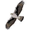 Bonelli's Eagle