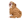 English Bulldog