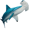 hammerhead shark